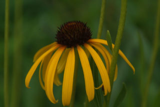 Echinacea paradoxaZonnehoed bestellen